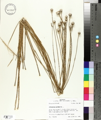 Eriocaulon decangulare image