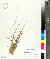 Eriocaulon decangulare image