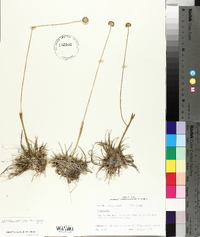 Eriocaulon compressum image