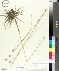 Eriocaulon compressum image