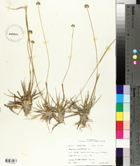 Eriocaulon compressum image