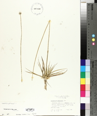 Eriocaulon compressum image