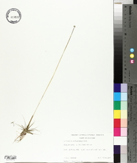 Eriocaulon septangulare image