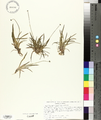 Eriocaulon ehrenbergianum image
