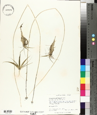 Eriocaulon septangulare image