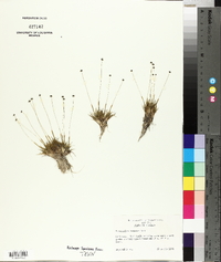 Eriocaulon texense image