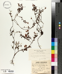 Vaccinium oxycoccos image