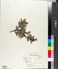 Vaccinium ovatum image