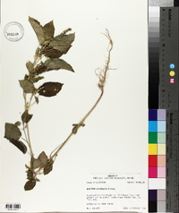 Acalypha ostryifolia image