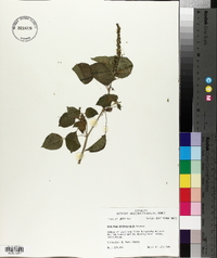 Acalypha ostryifolia image