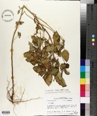 Acalypha ostryifolia image