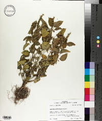 Acalypha ostryifolia image