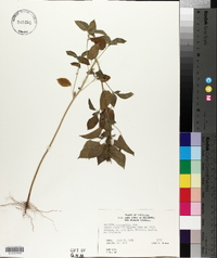 Acalypha ostryifolia image