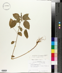 Acalypha ostryifolia image