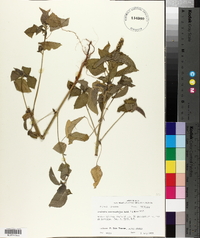 Acalypha ostryifolia image