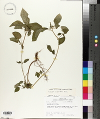 Acalypha ostryifolia image