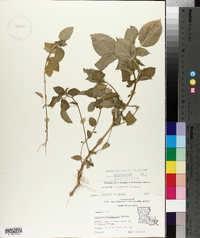 Acalypha ostryifolia image