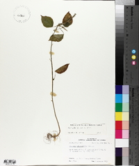 Acalypha setosa image