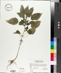 Acalypha setosa image