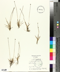 Eriocaulon parkeri image