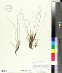 Eriocaulon lineare image