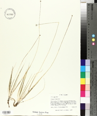 Eriocaulon lineare image