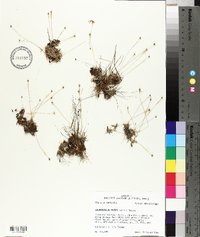 Lachnocaulon anceps image