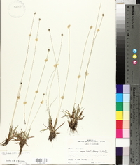 Lachnocaulon anceps image