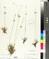 Lachnocaulon anceps image