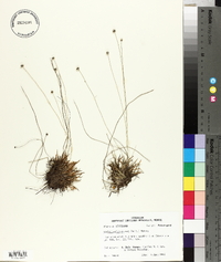 Lachnocaulon anceps image