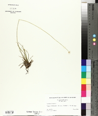 Lachnocaulon anceps image