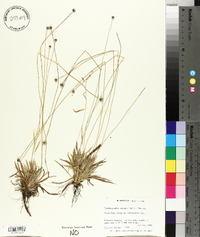 Lachnocaulon anceps image