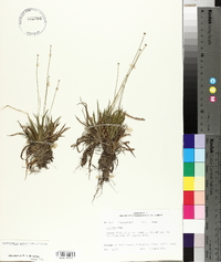 Lachnocaulon anceps image