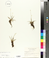 Lachnocaulon anceps image