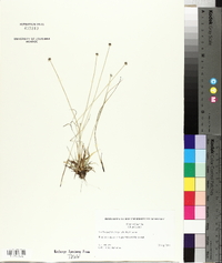 Lachnocaulon anceps image