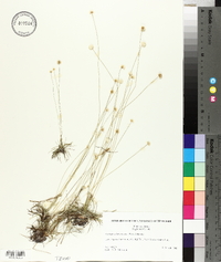 Lachnocaulon anceps image