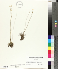 Lachnocaulon anceps image