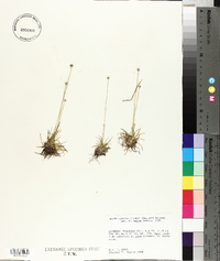 Lachnocaulon anceps image