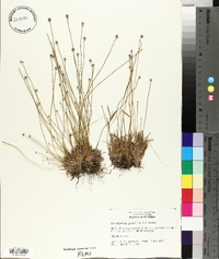 Lachnocaulon anceps image