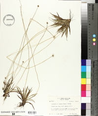 Lachnocaulon anceps image