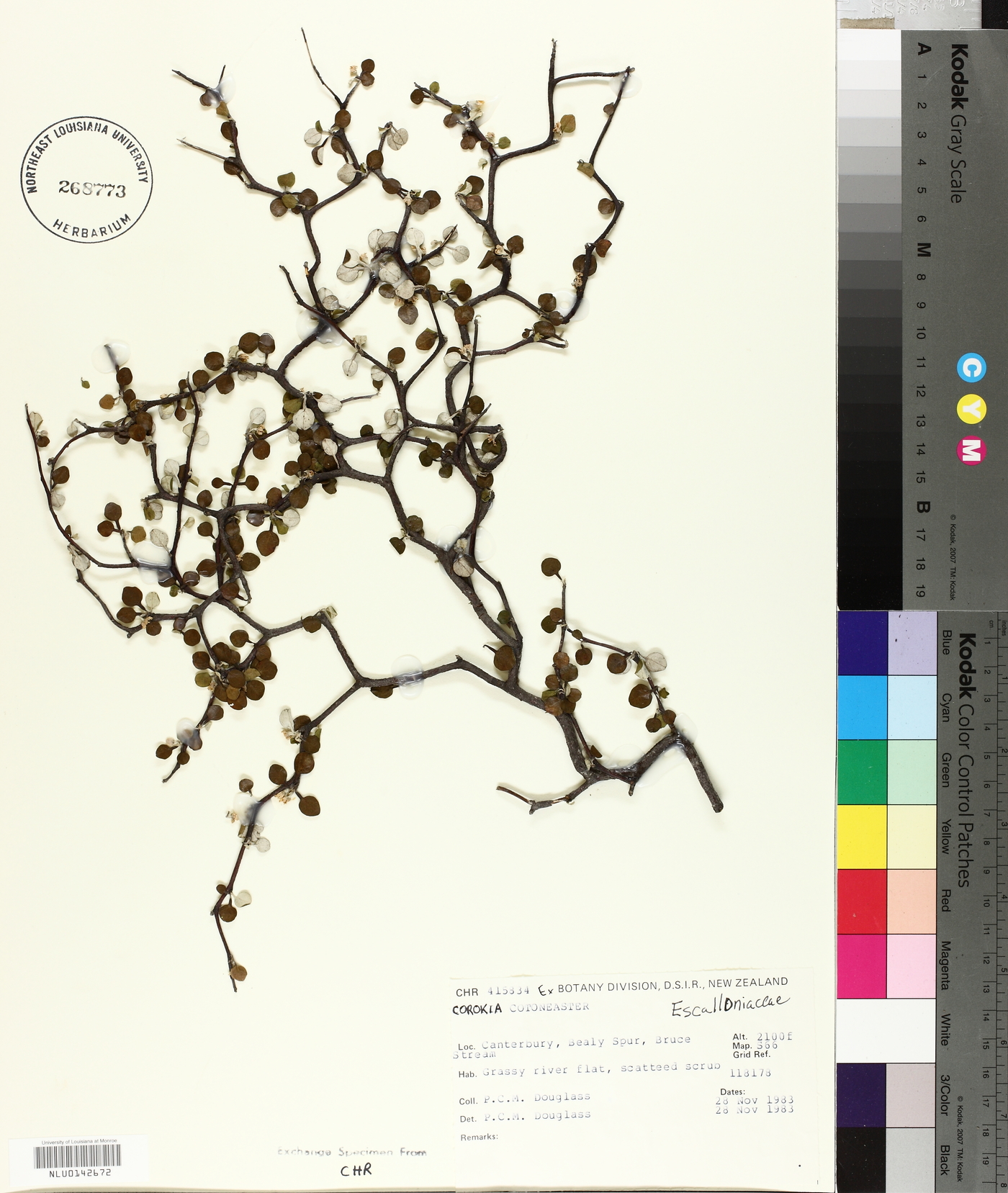 Corokia cotoneaster image