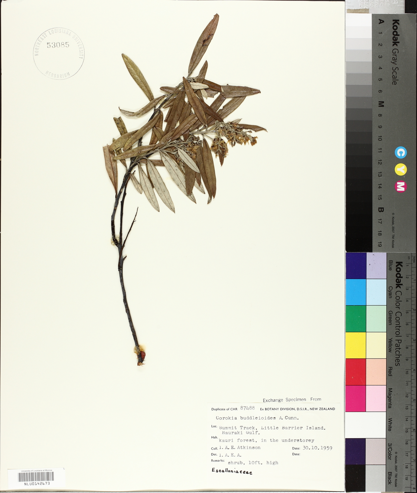 Corokia buddleioides image