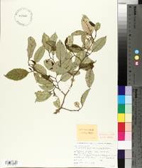 Carpodetus serratus image