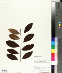 Erythroxylum cuneatum image