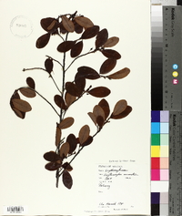 Erythroxylum cuneatum image