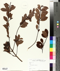 Erythroxylum cuneatum image