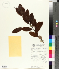 Erythroxylum cuneatum image