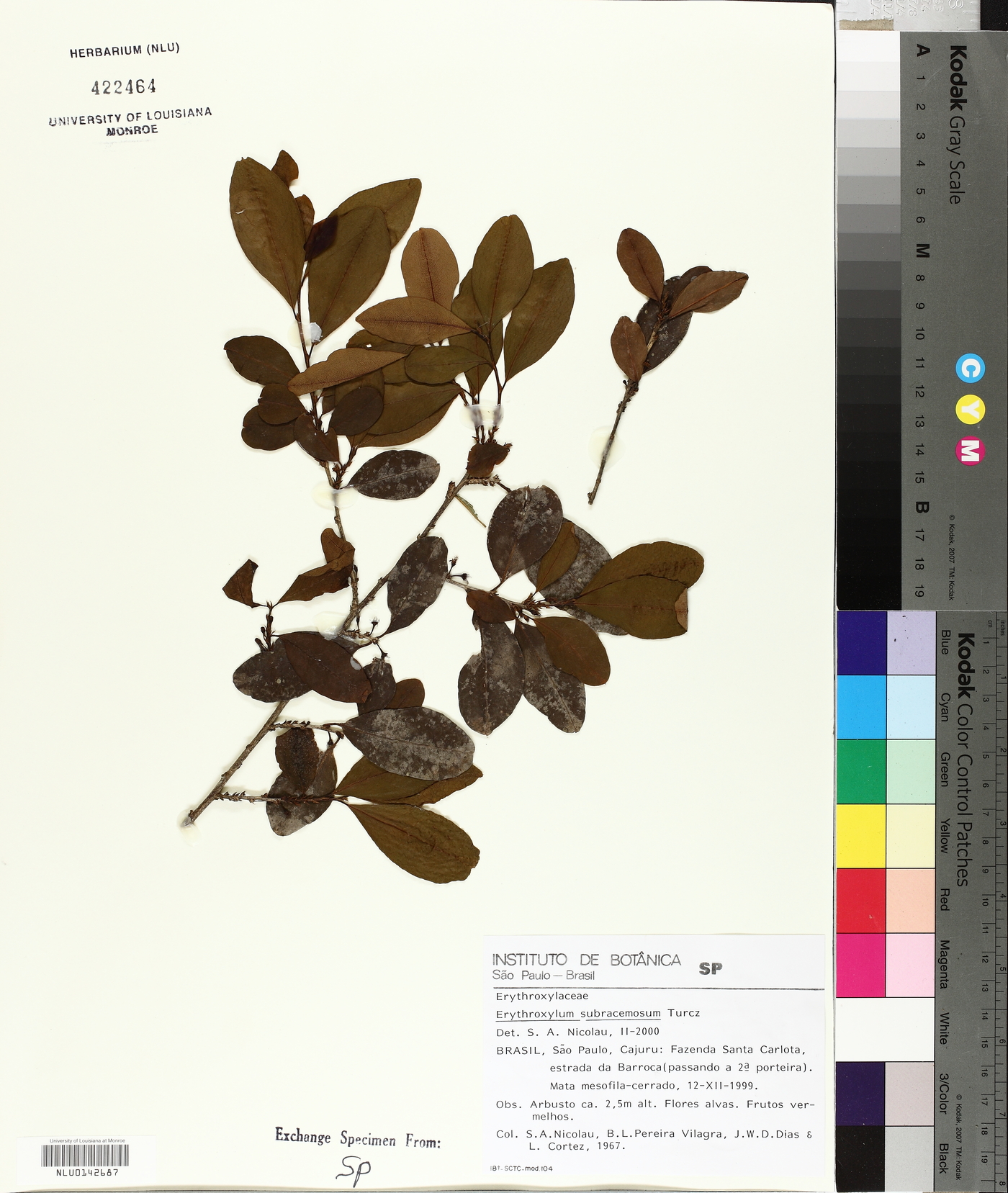 Erythroxylum subracemosum image