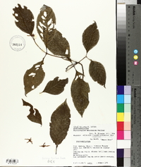 Erythroxylum mucronatum image