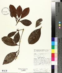 Erythroxylum macrophyllum image